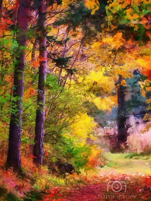  Colourful Forest