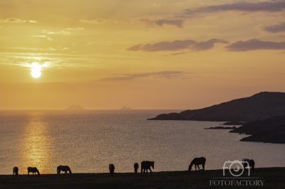Allahies Horses Sundown