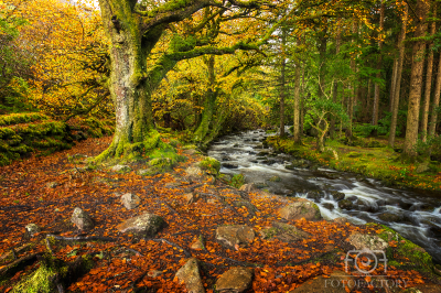 Autumn colors