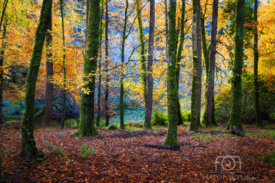 Autumn Killarney