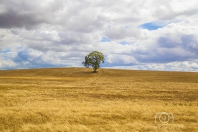 Carlow Lone Tree