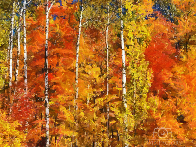 Colours of Autumn Trees