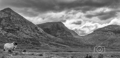 Connemara Wild