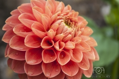 Dahlia