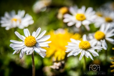 Daisies