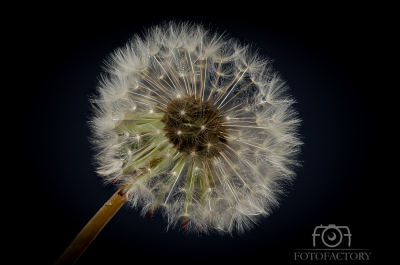 Dandelion Seed Head