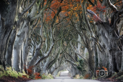 Dark Hedges, Armoy