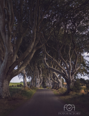 Dark Wood, The Dark Hedges