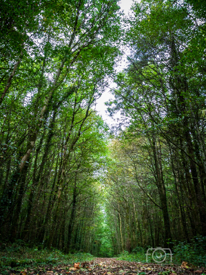 Deepwood