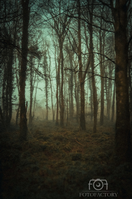 Eternal Forest, Dromore