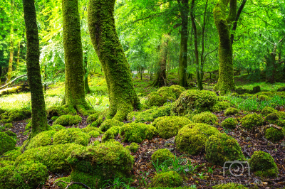 Forest in Killarney