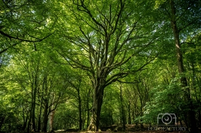 Forest Light