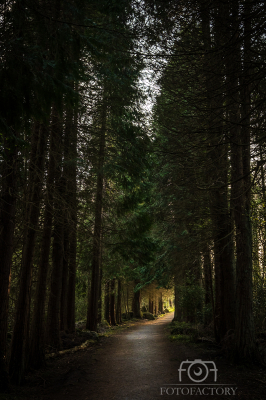 Forest Light