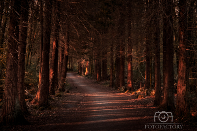 Forest Pathway 