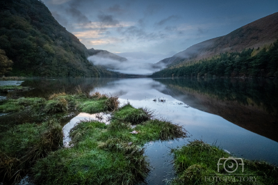 Forest Wild, Glendalough 