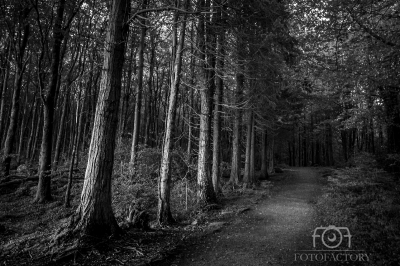 Forest Within, Clarinbridge 