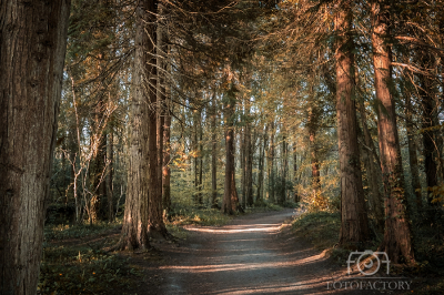 Into the Woodland, Clarinbridge 