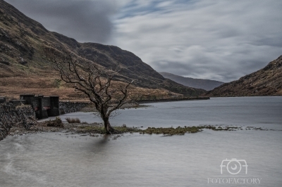 Lake Tree