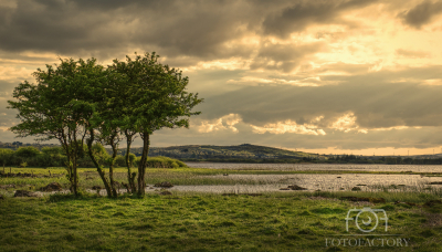 Lonely tree