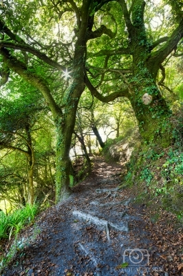 Lough Hyne