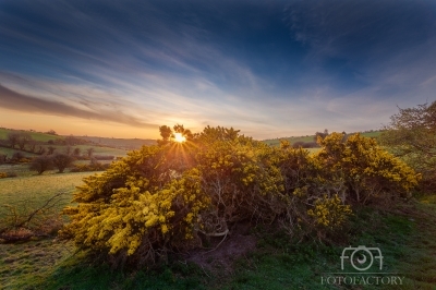 Morning Light