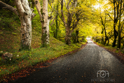 Road in Connemara