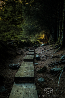 Silent Wood