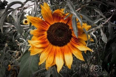 Sun Flower