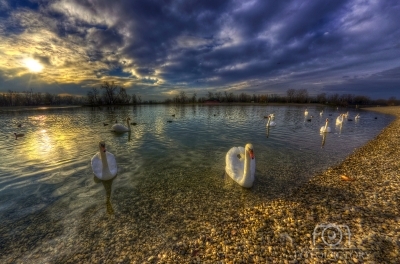 Swan lake