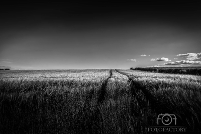 The Barley Field