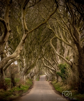 The Dark Hedges