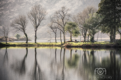 The Trees at Gougane Barra