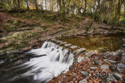 Tollymore Stepping Stones