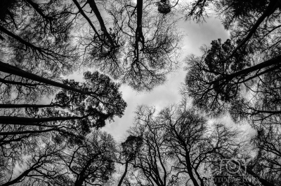 Tree Canopy