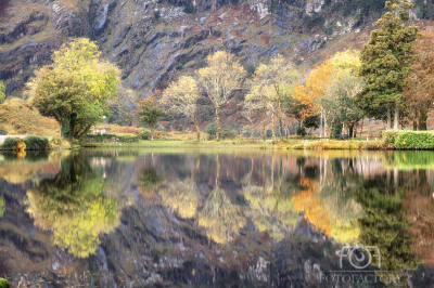 Trees at Gougane Barra 