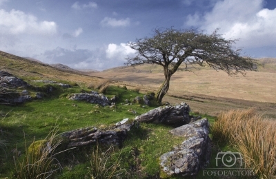 Wind swept tree Maam Valley