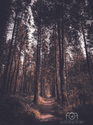 Woodland Passage