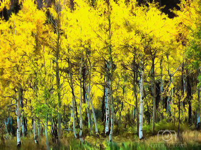 Yellow Forest